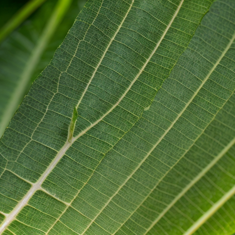 How Plants Harness Sunlight: The Magic of Photosynthesis