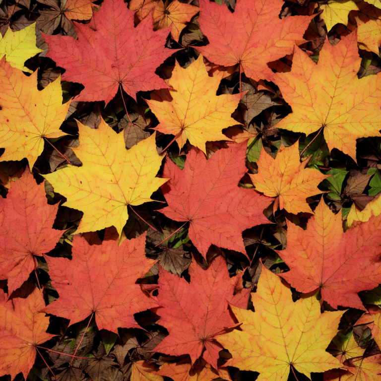 Why Are Autumn Leaves Red? Science Explained